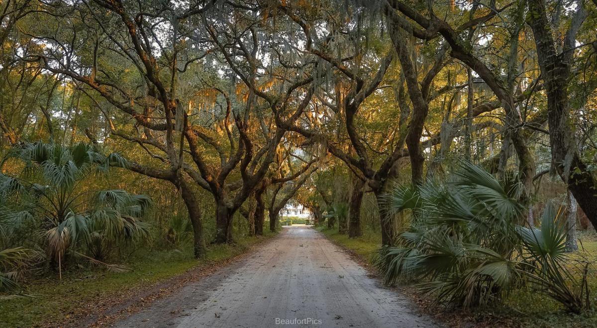 Live oaks draped in Spanish moss along Bay Street in downtown Beaufort, South Carolina