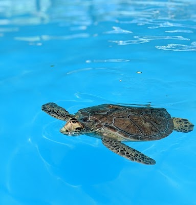 Turtle Hospital